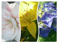 植物を観察しよう❗ 2017/06/06 10:02:00