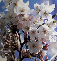 桜咲く 2019/03/14 19:04:48