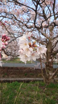 入学おめでとう