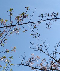 桜情報・その４
