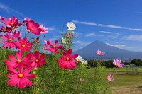 秋の富士山にベストマッチ！　しおりできました。 2014/09/23 13:20:32