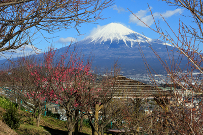 宗清寺梅咲き初め