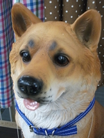 ハセカグ【御殿場店】･･･