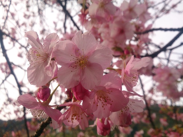 我が家の河津桜2016～2/6現在～