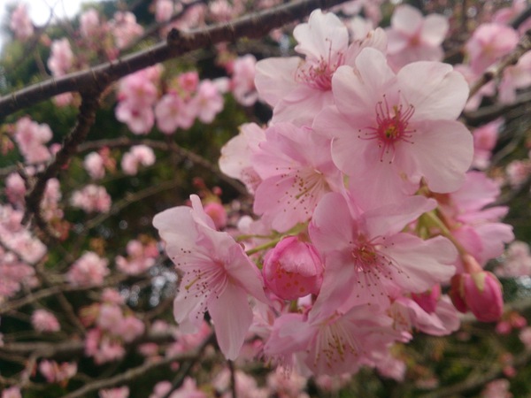 我が家の河津桜2016～2/6現在～