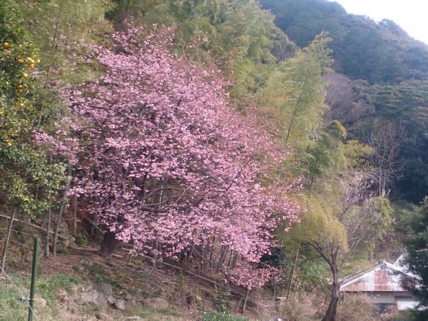 我が家の河津桜2016～2/6現在～