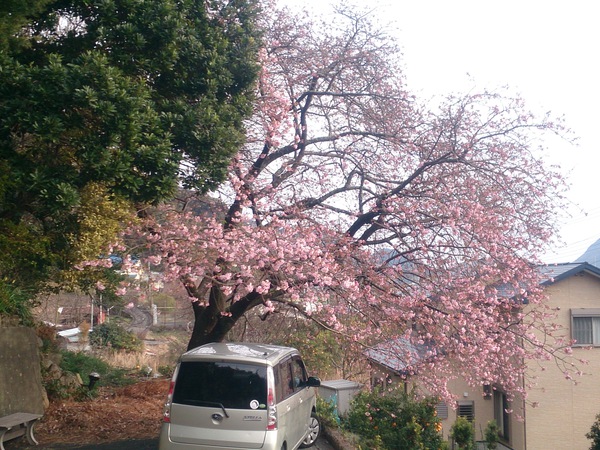 我が家の河津桜2016～2/6現在～