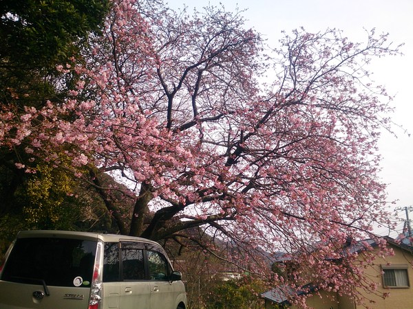 我が家の河津桜2016～2/6現在～