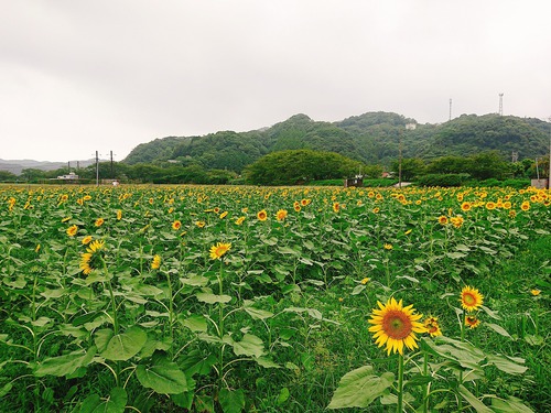 南伊豆町 元気な百姓達のひまわり畑 へ行ってきました ぐるぐる伊豆ぶろぐ