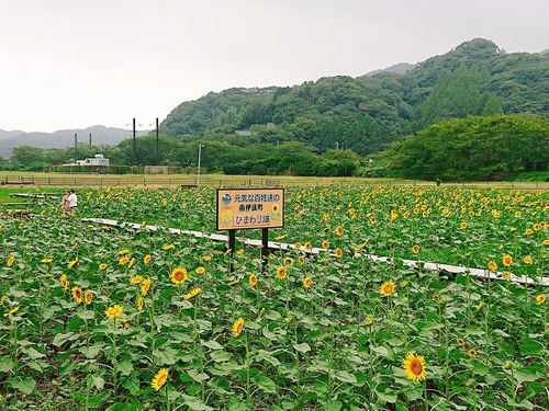 南伊豆町 元気な百姓達のひまわり畑 へ行ってきました ぐるぐる伊豆ぶろぐ