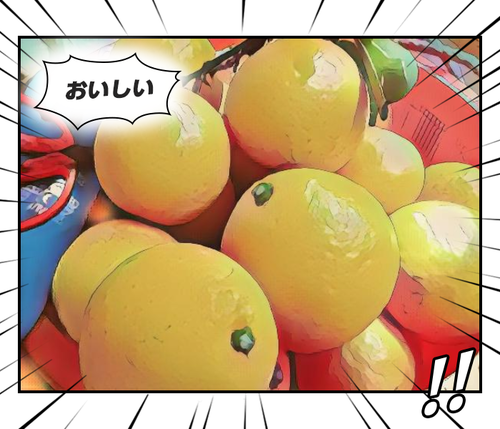 河津特産紅甘夏・ニューサマーオレンジ 好評販売中です！