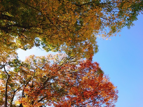 紅葉の季節ですね！
