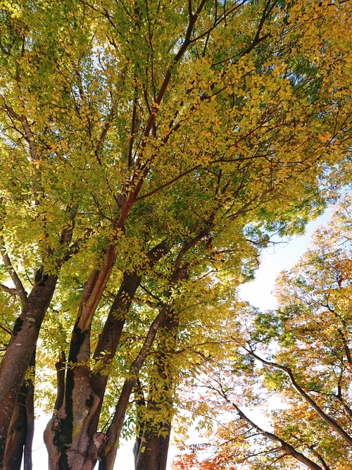 紅葉の季節ですね！