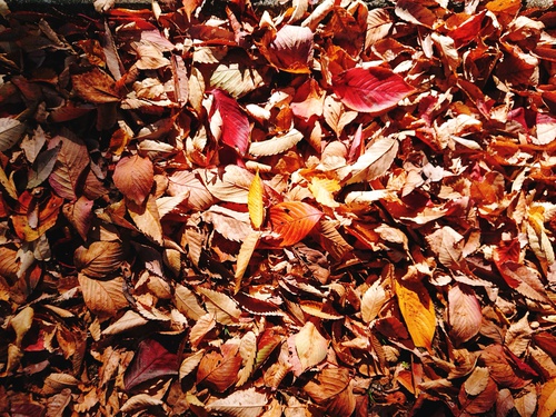 紅葉の季節ですね！