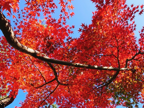 紅葉の季節ですね！