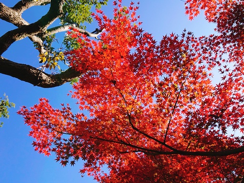 紅葉の季節ですね！