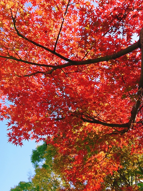 紅葉の季節ですね！