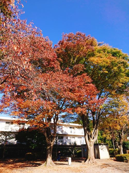 紅葉の季節ですね！