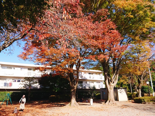 紅葉の季節ですね！