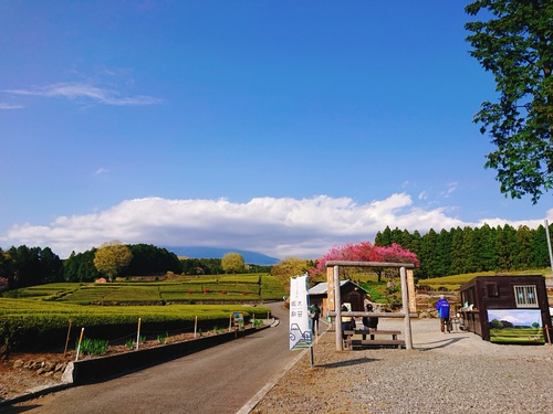 富士市大淵笹場の新茶の風景！