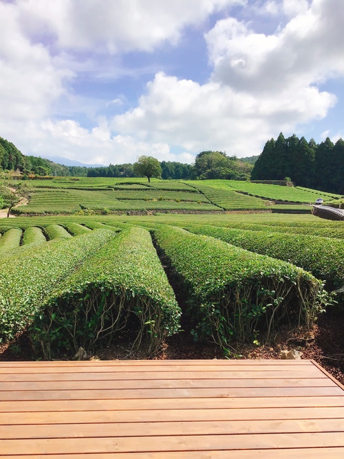 ㈱伊藤園の大淵笹場・茶園環境保全支援活動に参加しました！