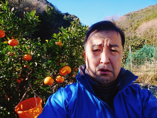 いよかんの収穫を始めました！