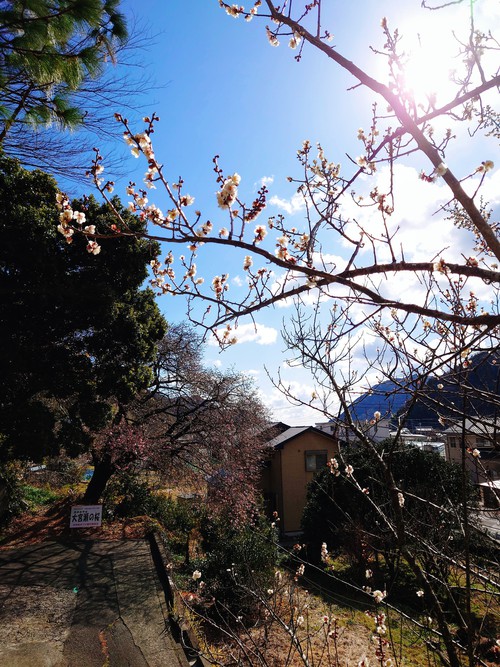 河津桜・大宮瀬の桜の開花状況です！〜2022.2.5～