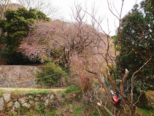 河津桜・大宮瀬の桜が、良く見えるように伐採作業！