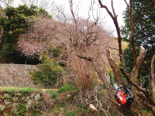 河津桜・大宮瀬の桜が、良く見えるように伐採作業！