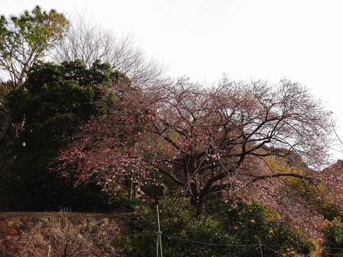 河津桜・大宮瀬の桜が、良く見えるように伐採作業！