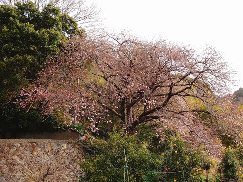 河津桜・大宮瀬の桜が、良く見えるように伐採作業！