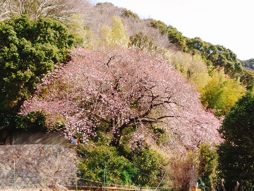 河津桜・大宮瀬の桜 良い感じになってきました！