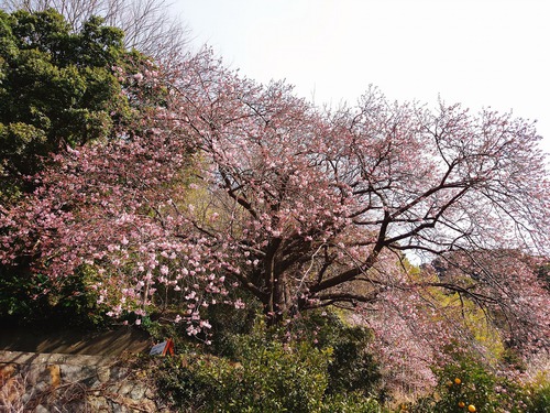 河津桜・大宮瀬の桜 良い感じになってきました！