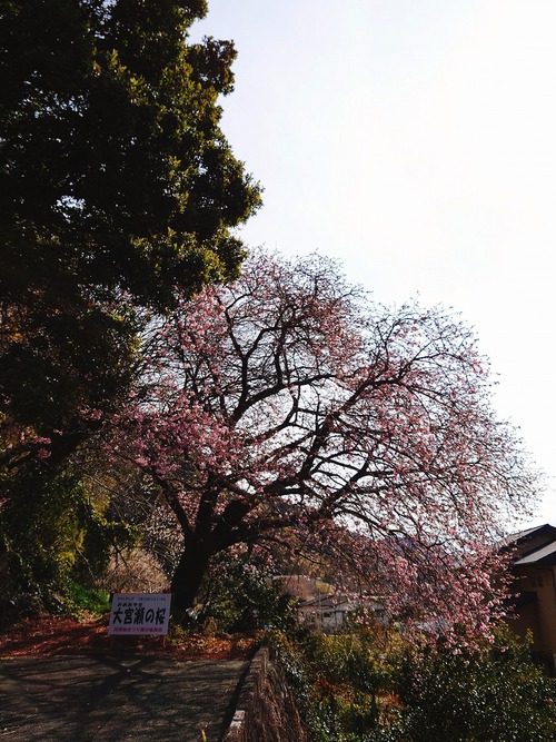 河津桜・大宮瀬の桜 良い感じになってきました！