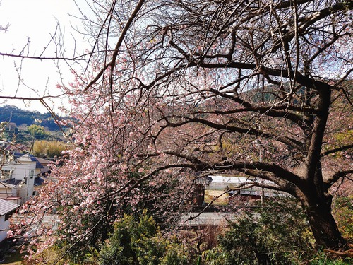 河津桜・大宮瀬の桜 良い感じになってきました！