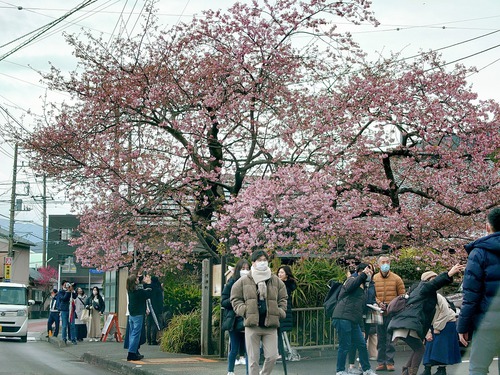 河津桜原木も見頃になりました！