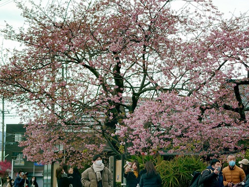 河津桜原木も見頃になりました！