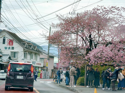 河津桜原木も見頃になりました！