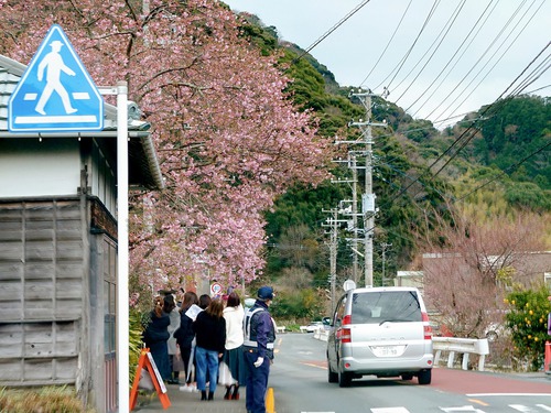 河津桜原木も見頃になりました！