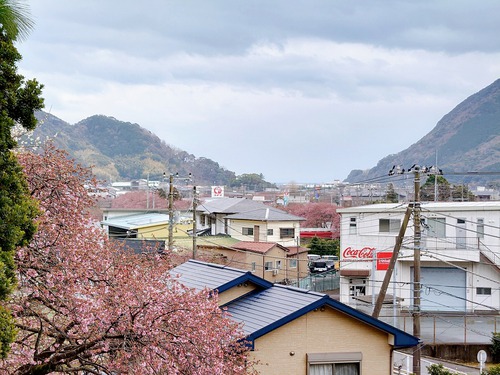 河津桜原木も見頃になりました！