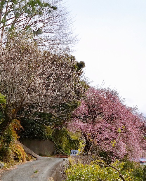 トリコロールな河津桜の風景！