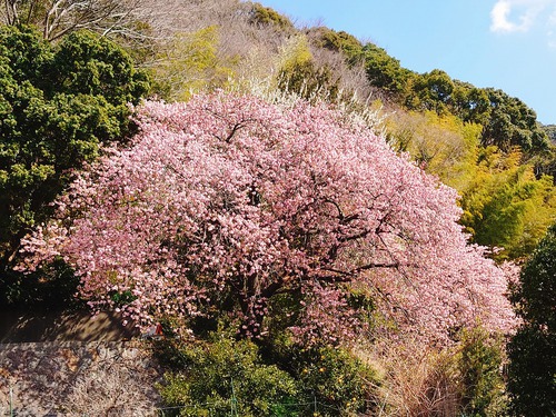 河津桜開花情報！～大宮瀬の桜・満開です！2022.2.27～♪