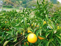 河津産紅甘夏＆ニューサマーオレンジの収穫を行いました！ 2022/04/25 12:55:32