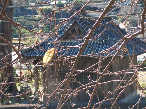 山の棚田の河津桜