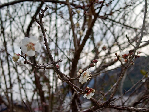 河津桜・大宮瀬の桜