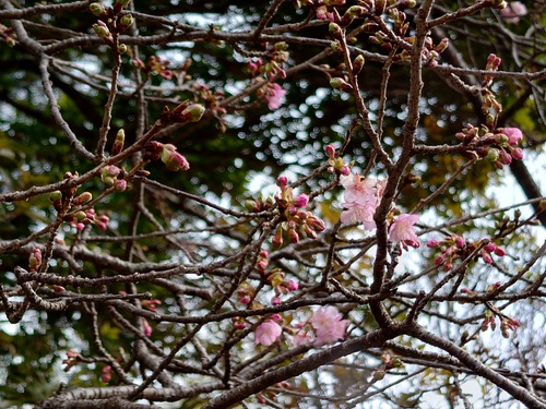 河津桜・大宮瀬の桜