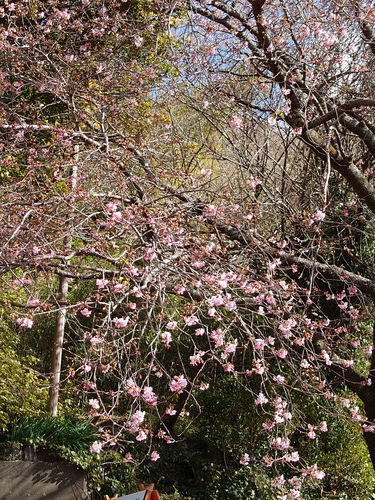 河津桜・大宮瀬の桜の開花状況です！〜2022.2.5～