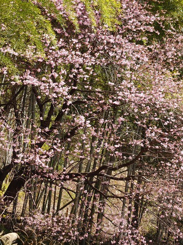 河津桜・大宮瀬の桜の開花状況です！〜2022.2.5～