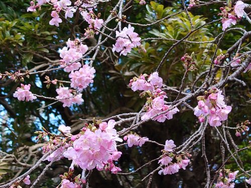 河津桜・大宮瀬の桜の開花状況です！〜2022.2.5～