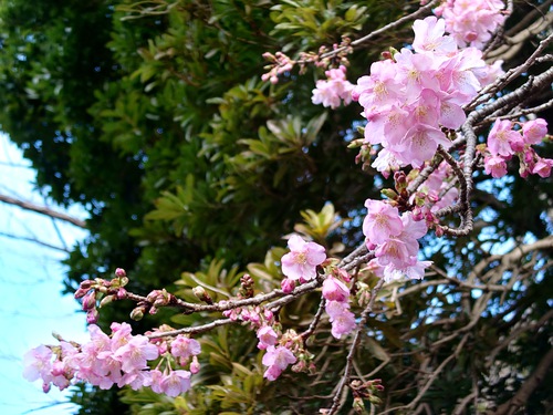 河津桜・大宮瀬の桜の開花状況です！〜2022.2.5～